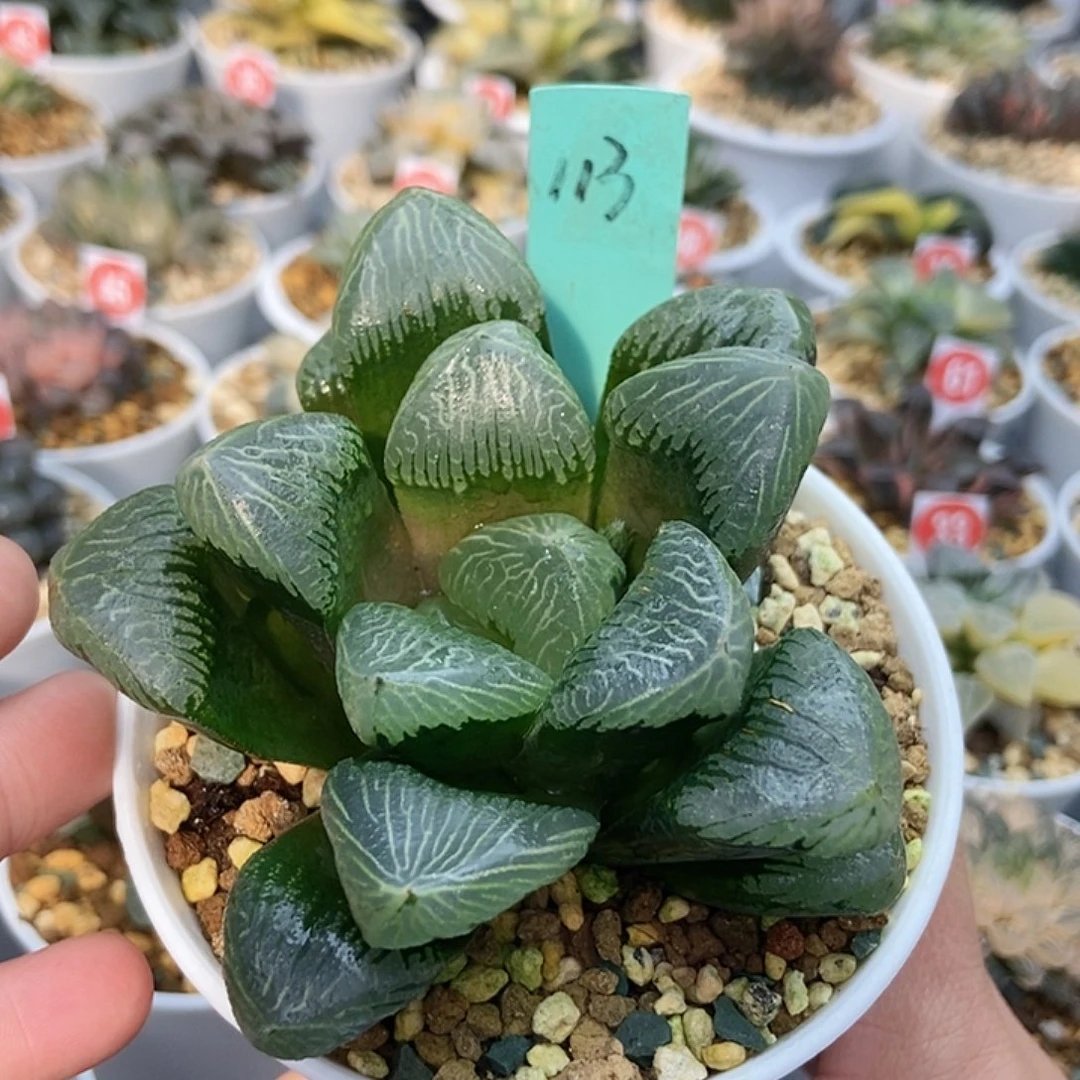 大***啊113追求寿11111111