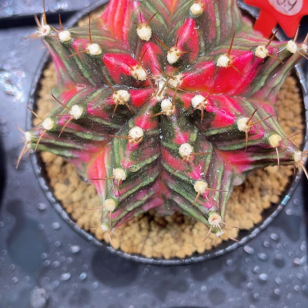 1-169米哈锦6.6厘米