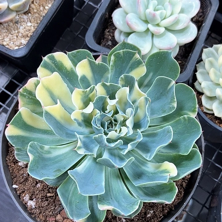 海啸花脸锦多肉植物