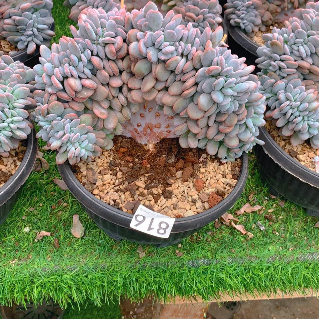 816粉兔11111111111