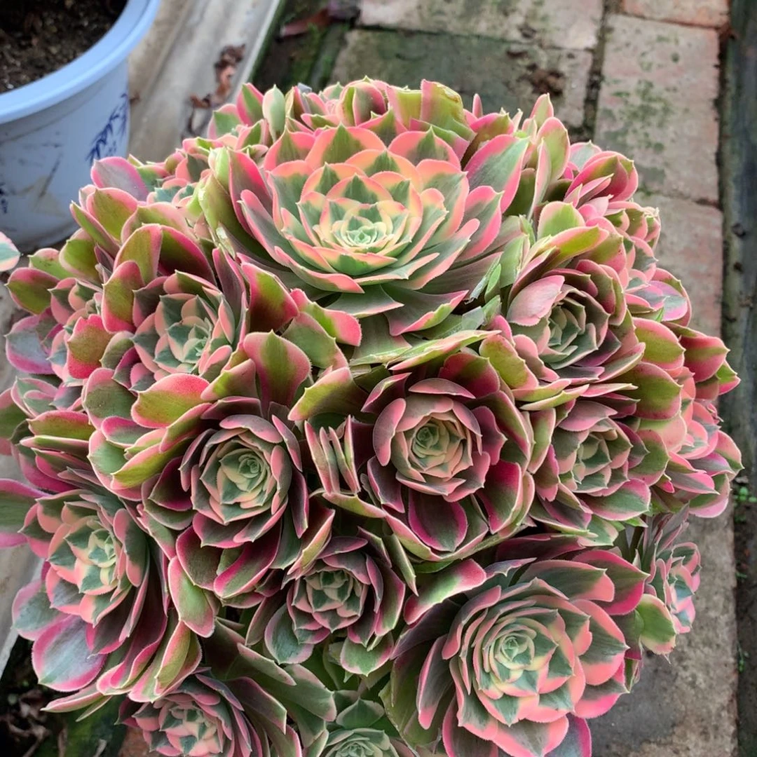 妖月捧花，多肉植物