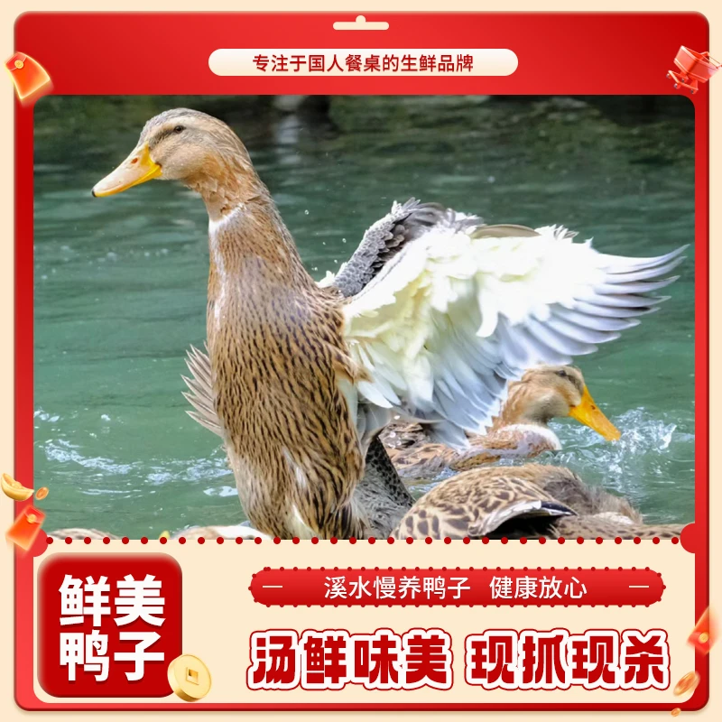 【雀淘】农家水正宗鸭子五谷喂养