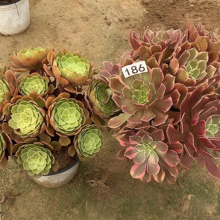 无花朵186万圣节➕金丝缺多肉植物