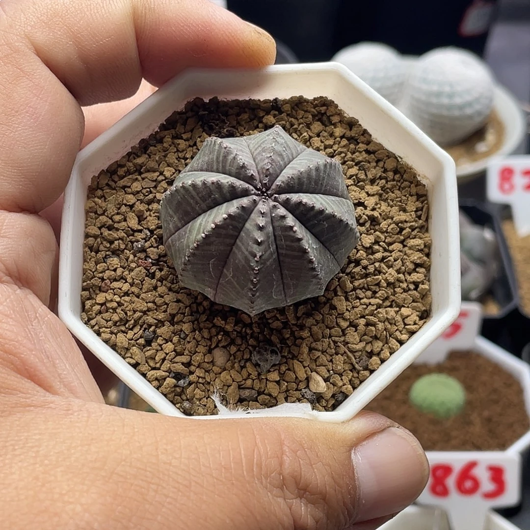 实生法丽达杂欧系布纹球 特价福利