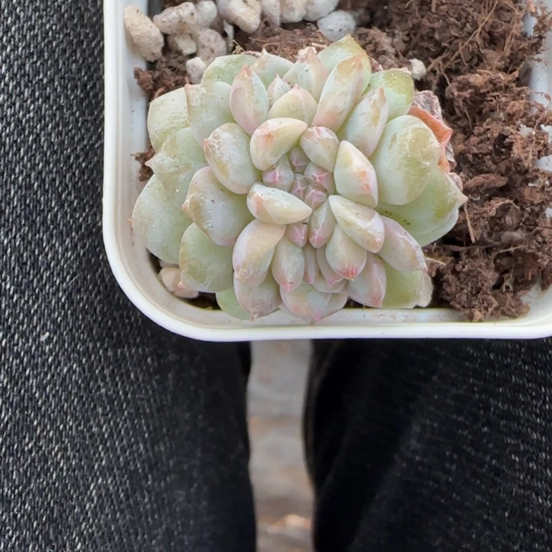 小卡拉米糖心一物一拍