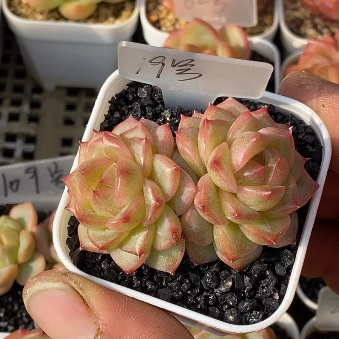 天官赐福百无禁忌