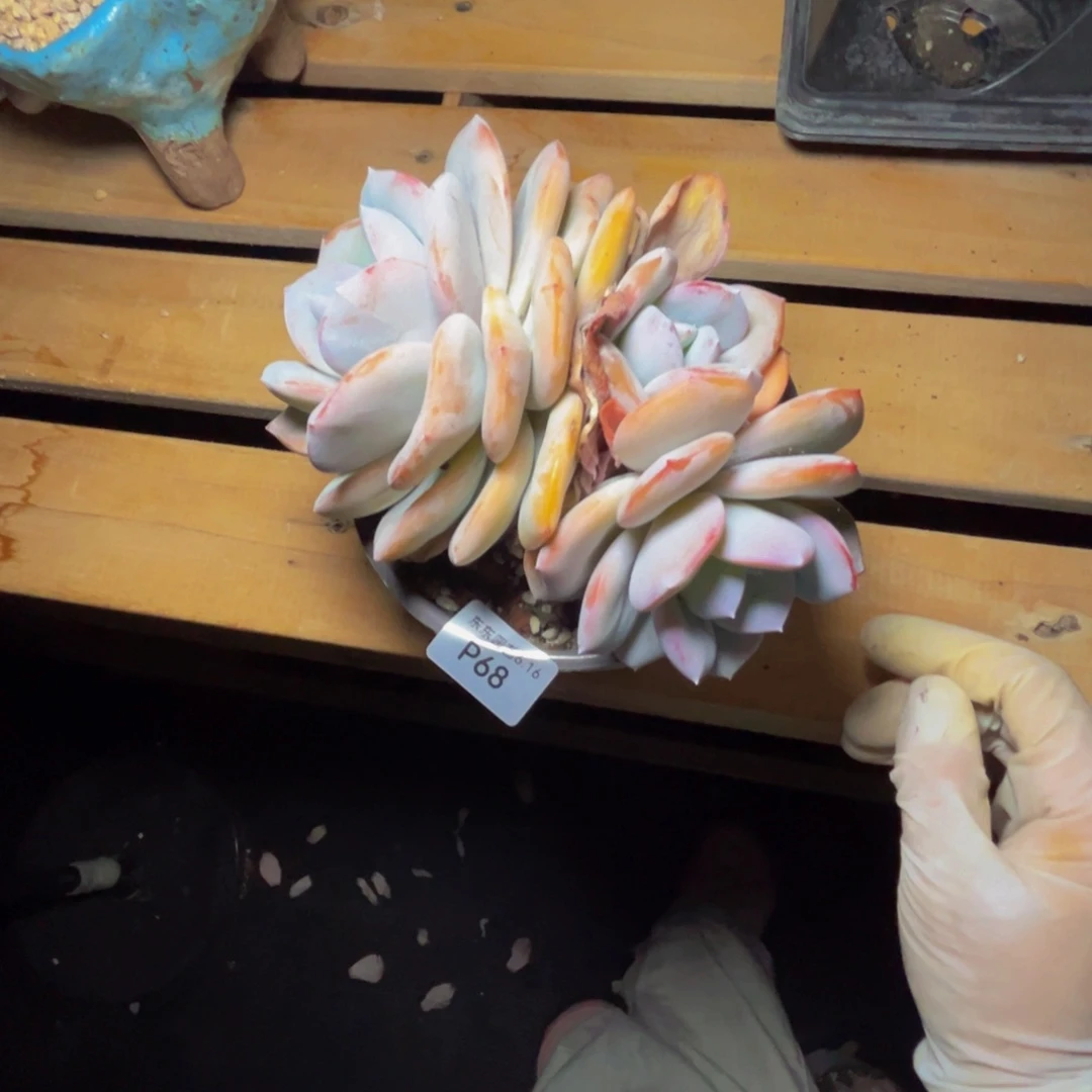 p68奶茶群生有掐心