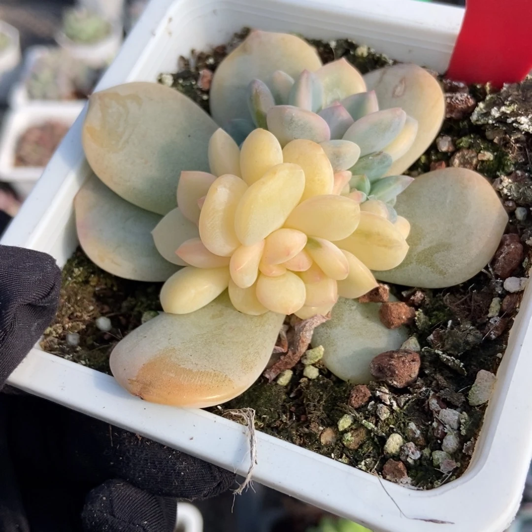 626梦露锦多肉植物