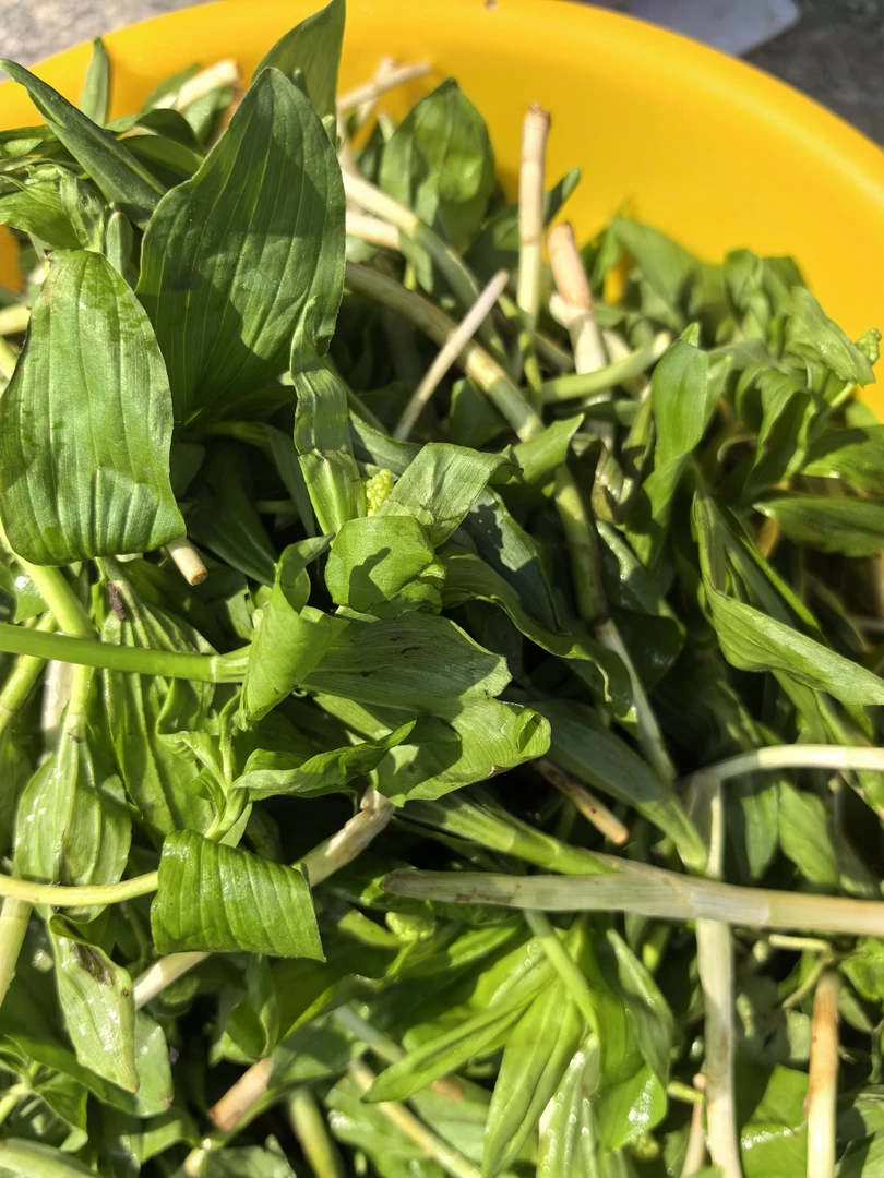 长白山山脉现采当季山野菜山糜子新鲜直达刺嫩芽