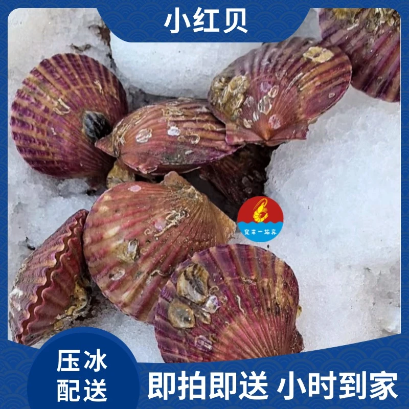 小红扇贝  小时到家