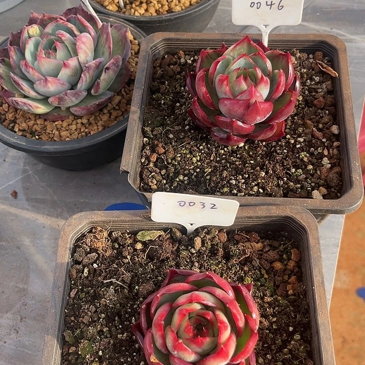 L*.惊鸿仙子多肉植物46.32