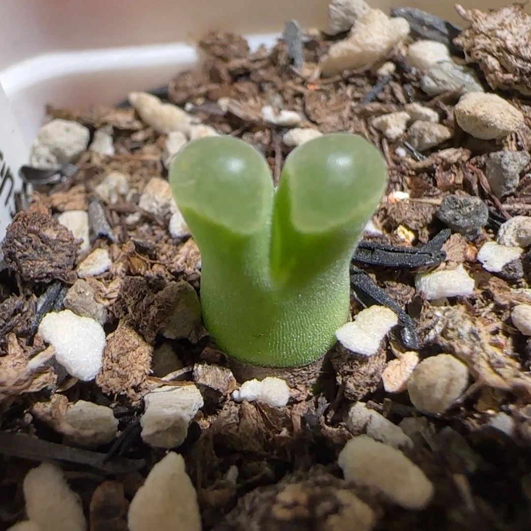 肉锥多肉植物组合-极窗1070
