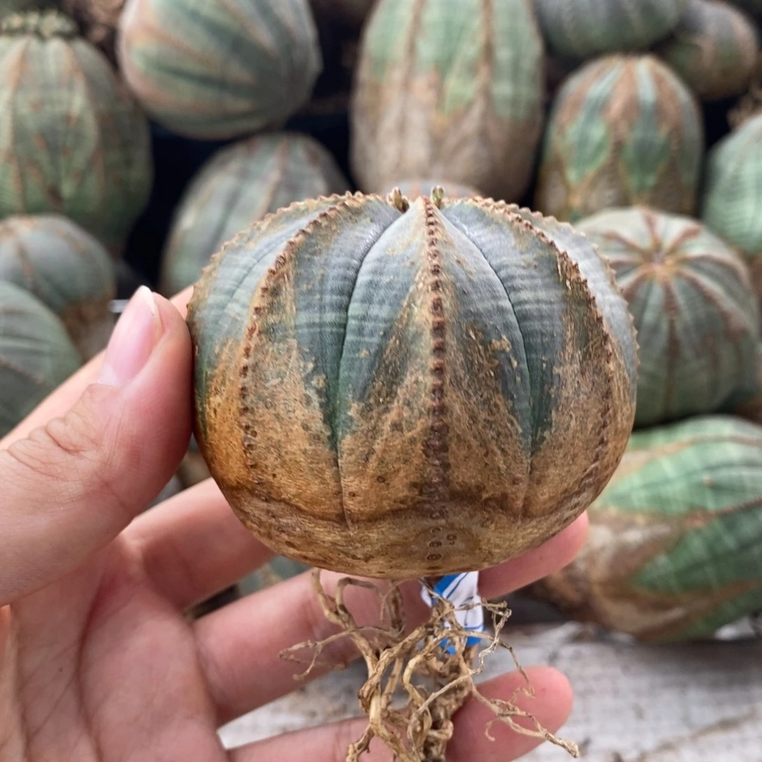 9欧系实生布纹球一物一拍