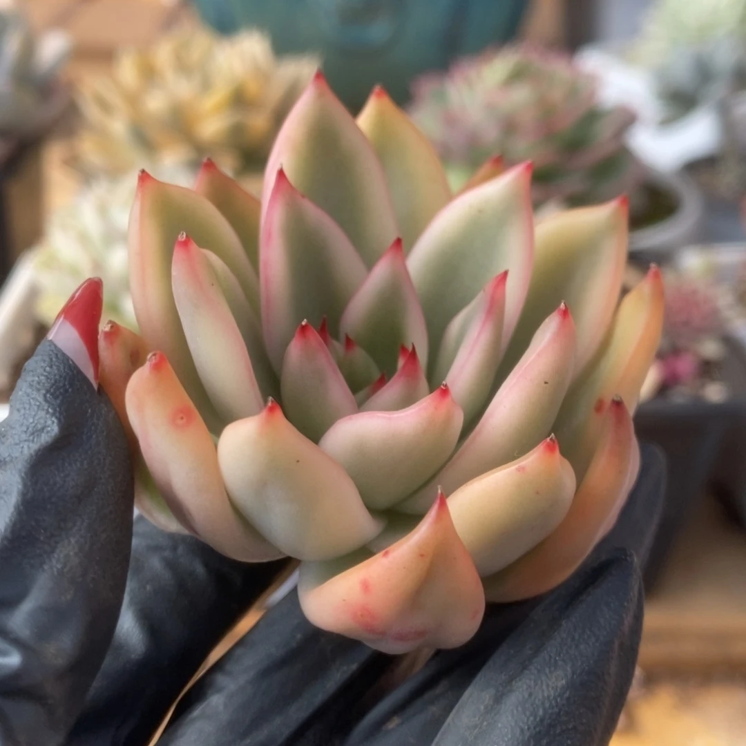 006东云杂头盖锦锦锦锦