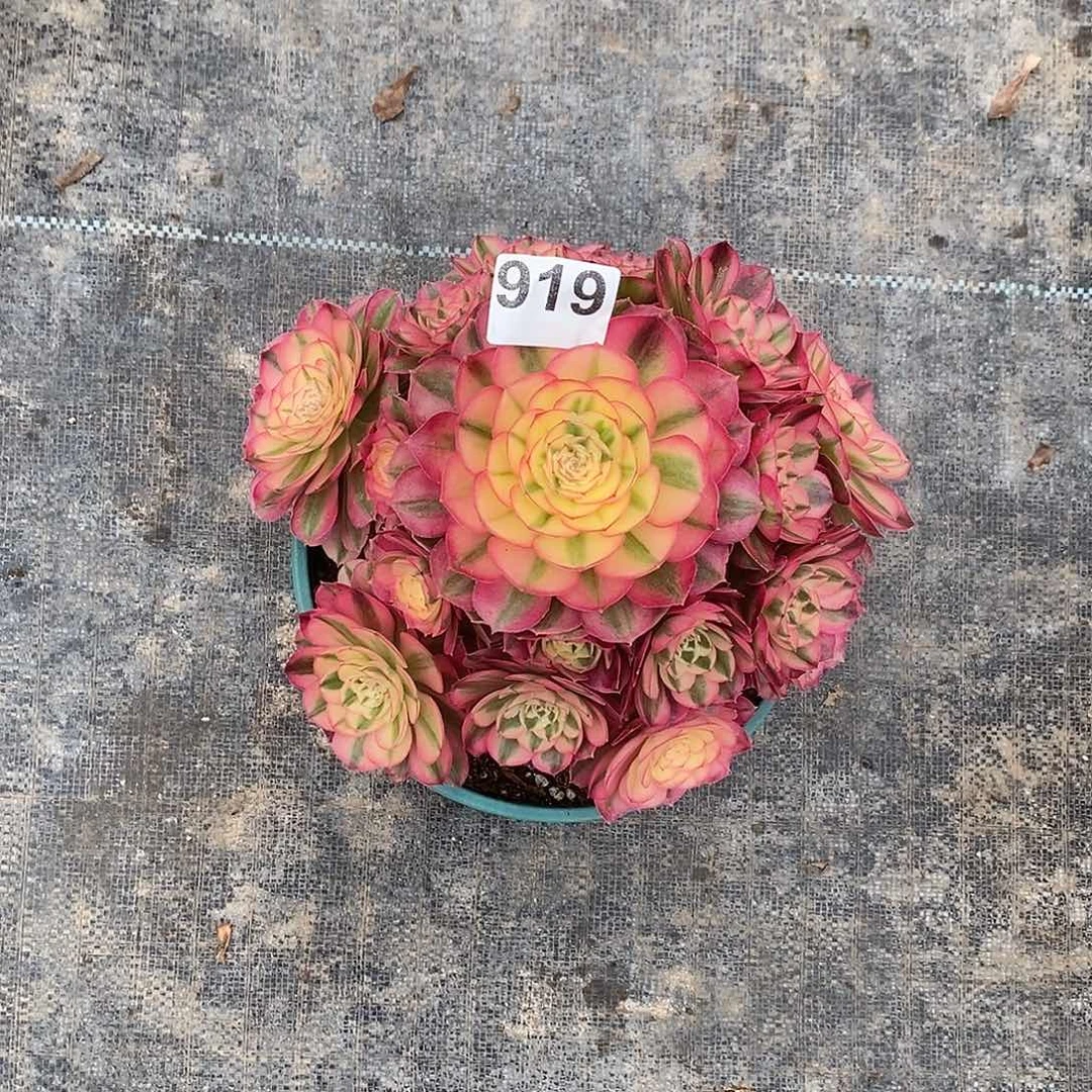 919倾城冠服23公分福利价