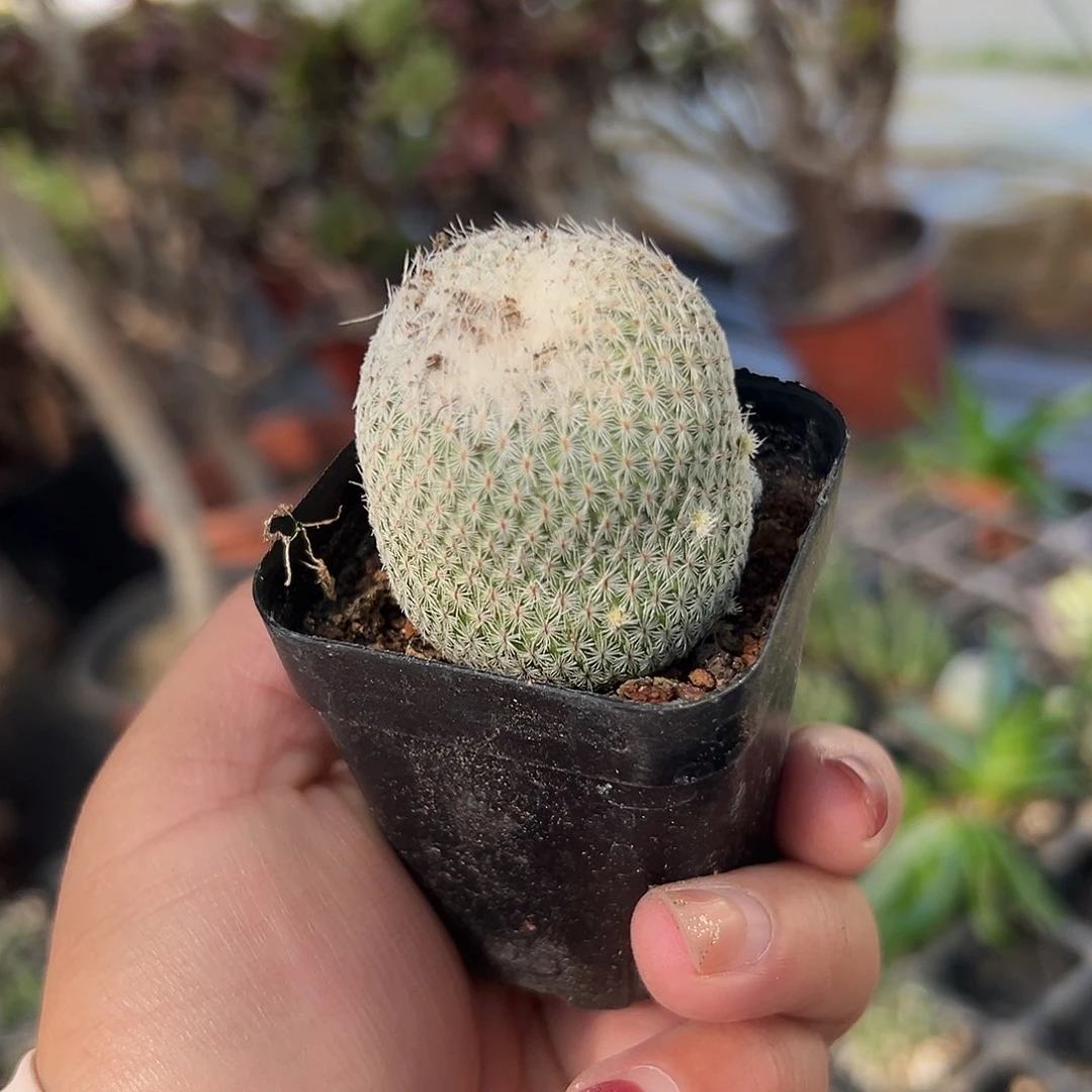 多肉植物月世界开花