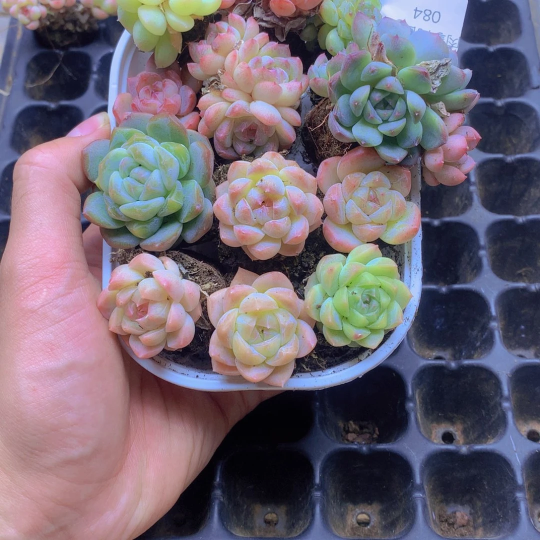 我要去看你了啊我084