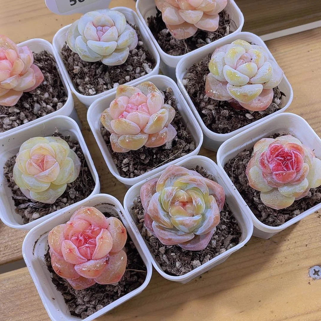 508号 全状态开播福利小白兔单头一个