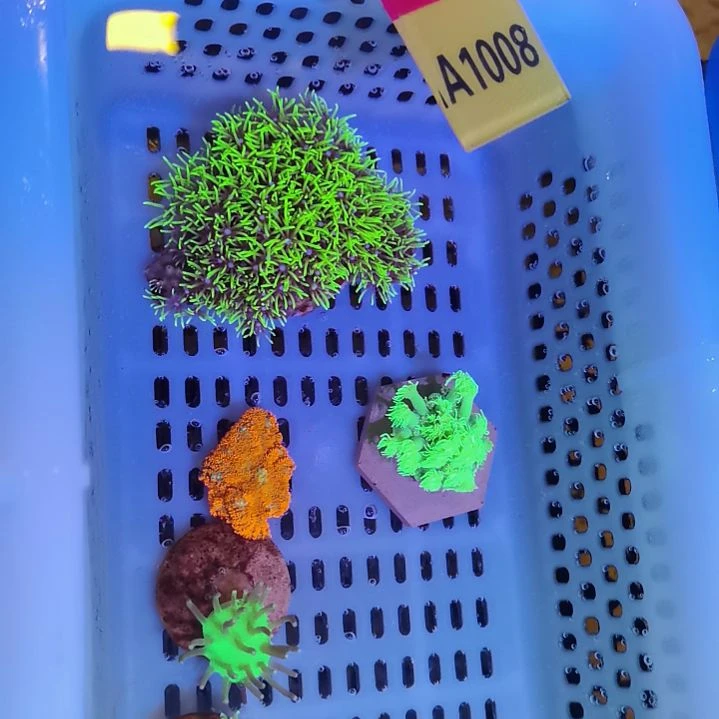 纽扣珊瑚1008草皮套餐