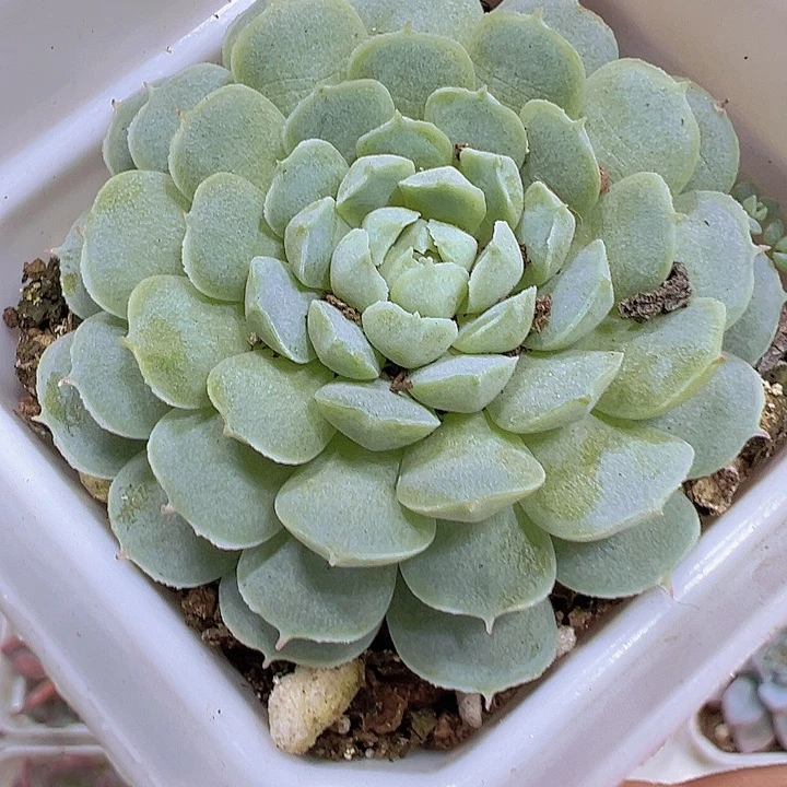 羊脂球19包邮多肉植物