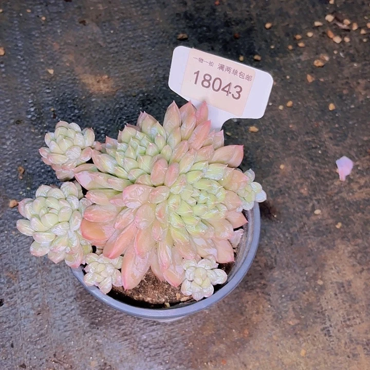 沧**粟百达翡丽一物一拍18043