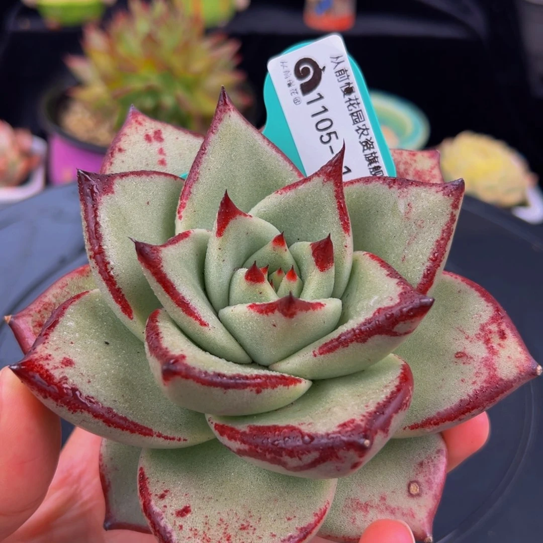 从前慢多肉编号1105-16