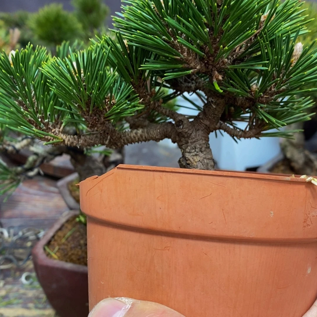 【闪购商品】松树盆景小*