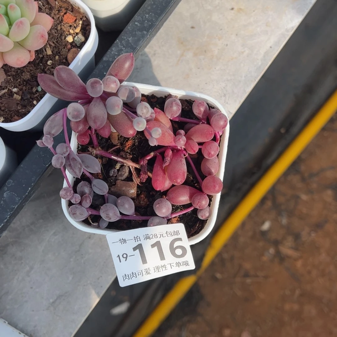 ?*贵紫泡泡多多肉多肉多肉