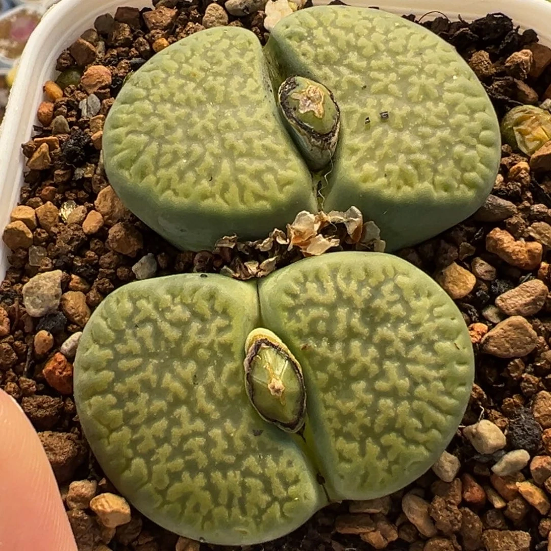 052多肉植物种类多样