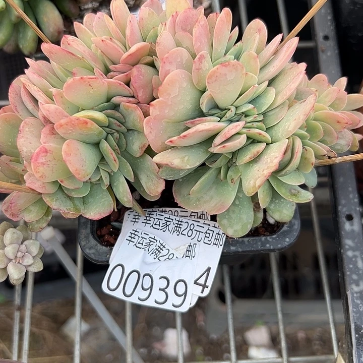 幸运的是我还没遇到过