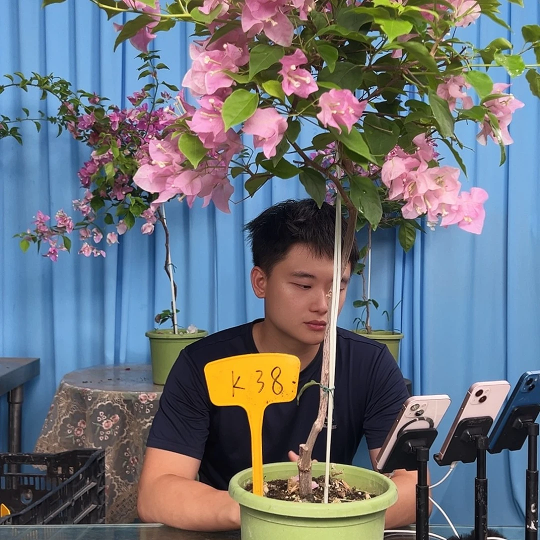 墨***墨大部分开放少量花苞K38广红樱