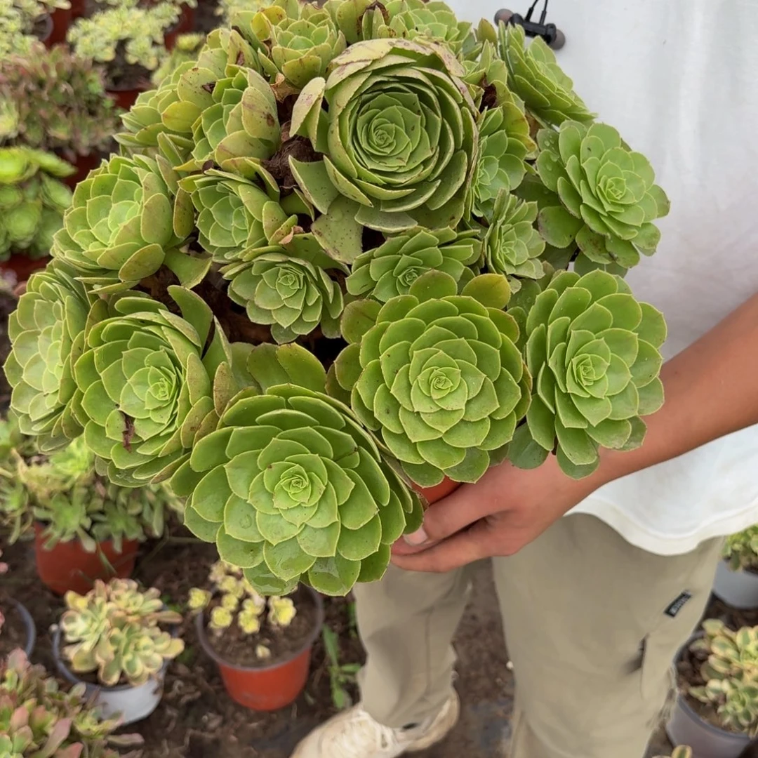 万圣节多肉植物捧花13块钱的