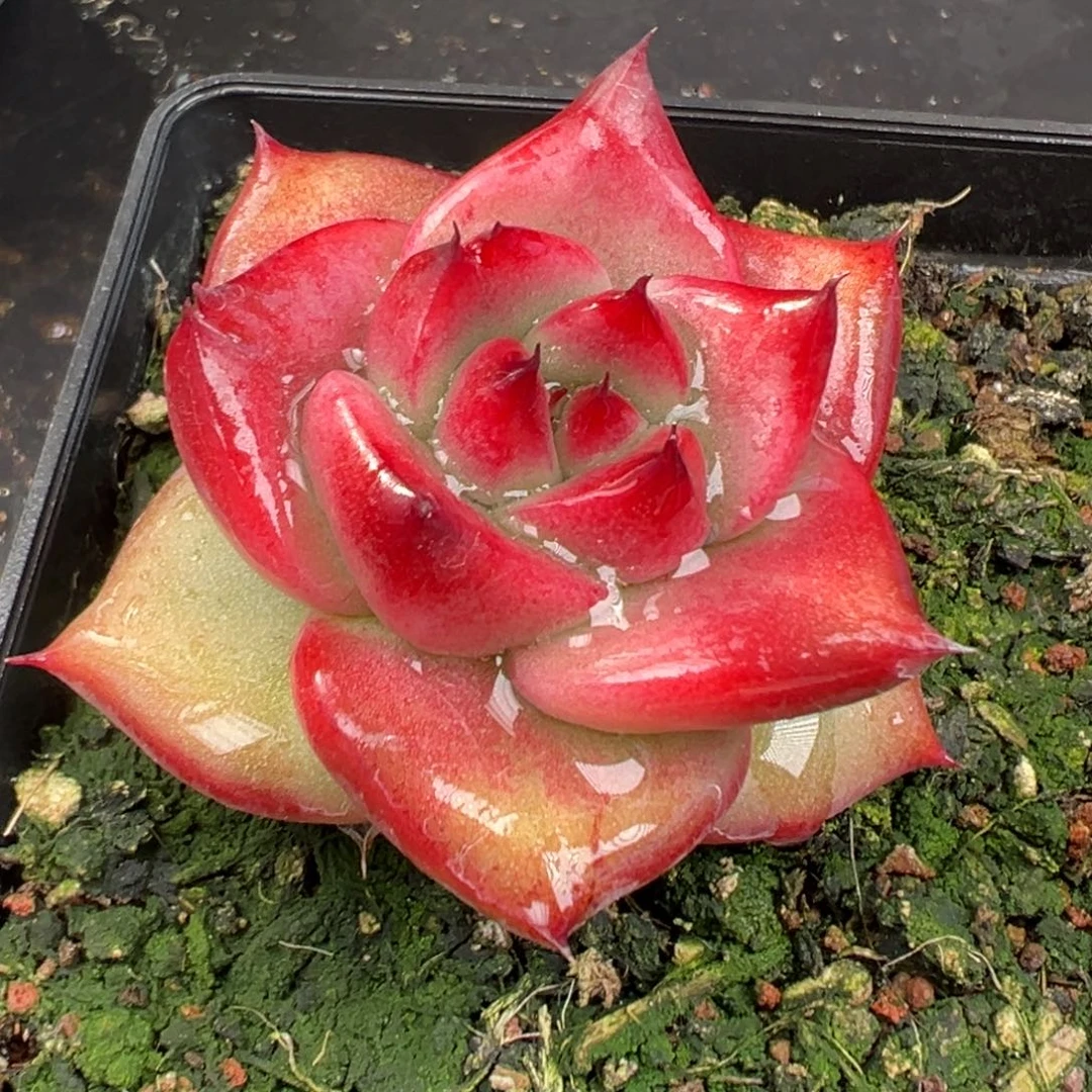 爱***壳从前慢花园多肉编号1207-294