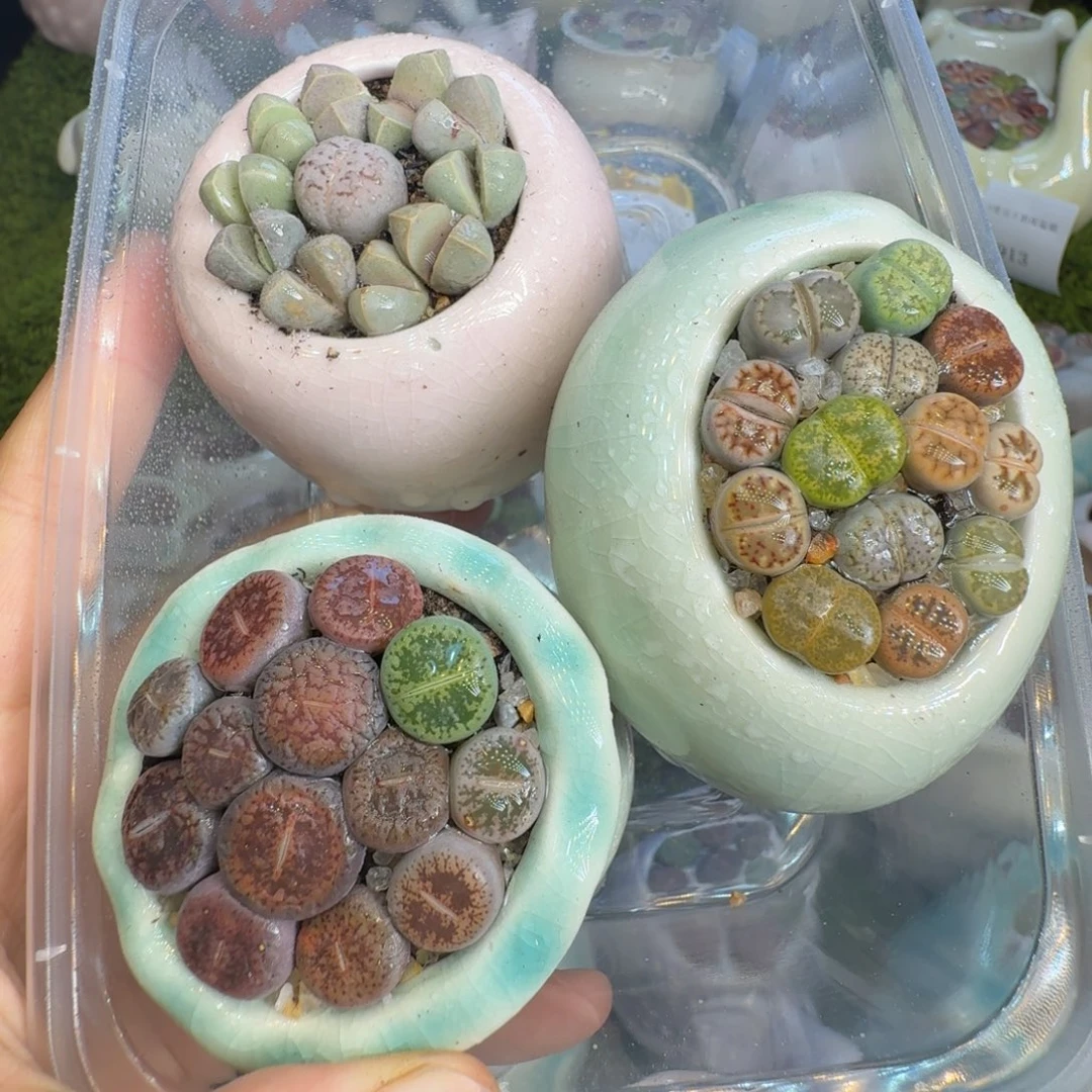 談***头多肉植物福利冲925