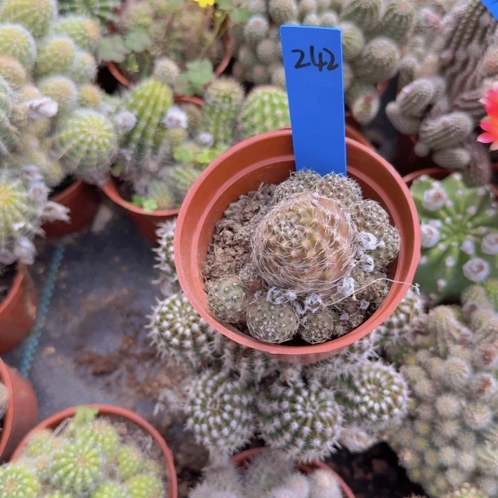 h****a中间丽花仙人球242