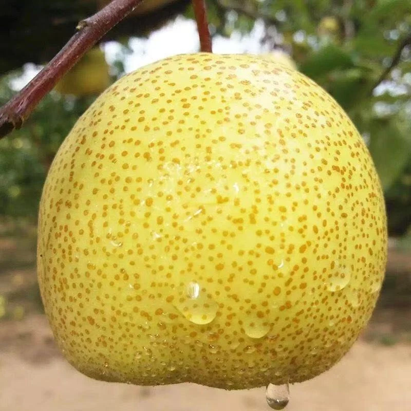 【脆甜】安徽正宗砀山酥梨新鲜整箱水果梨雪香一箱新鲜梨子优质果品