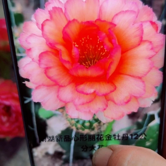 下2丽花金牡丹歪无根侧芽2一3公分左右