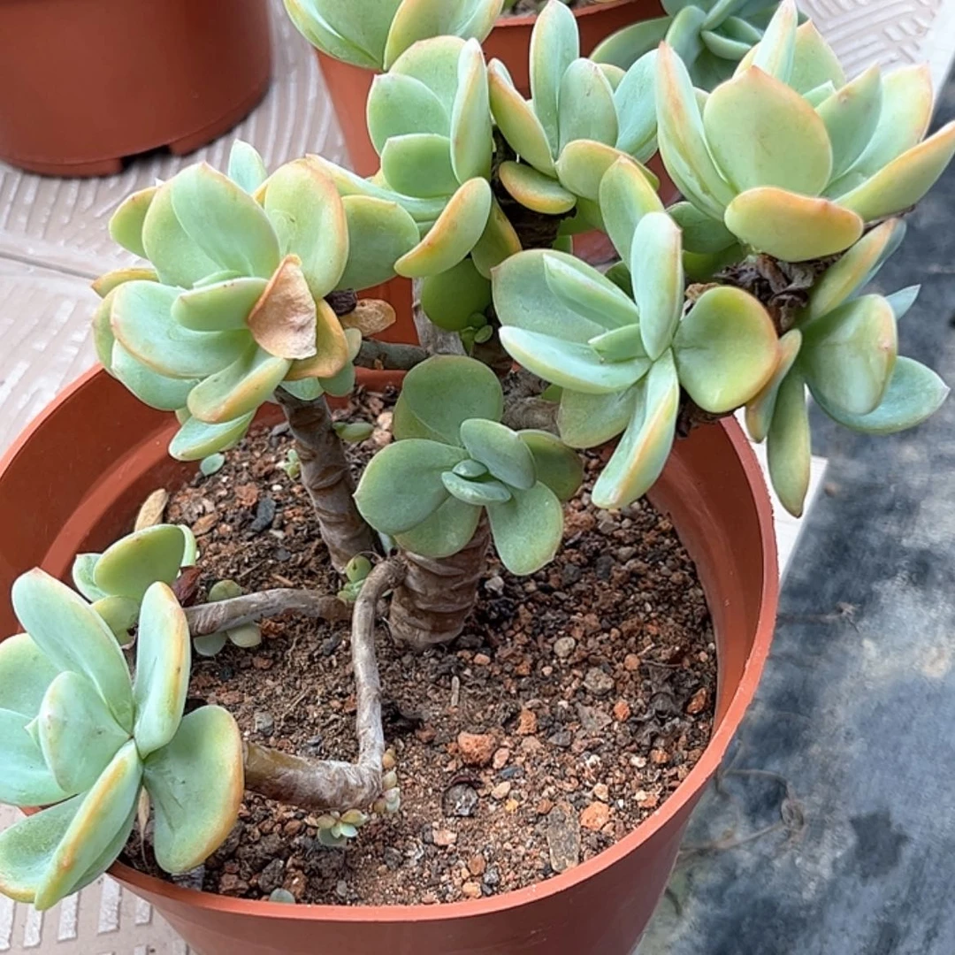【闪购商品】无花朵神**G