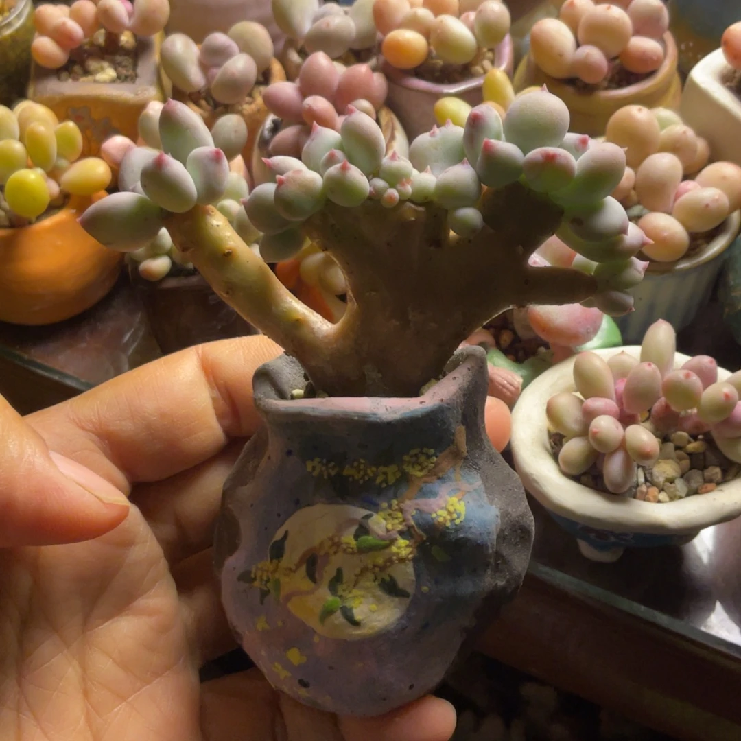 苹果奶缀带手绘盆