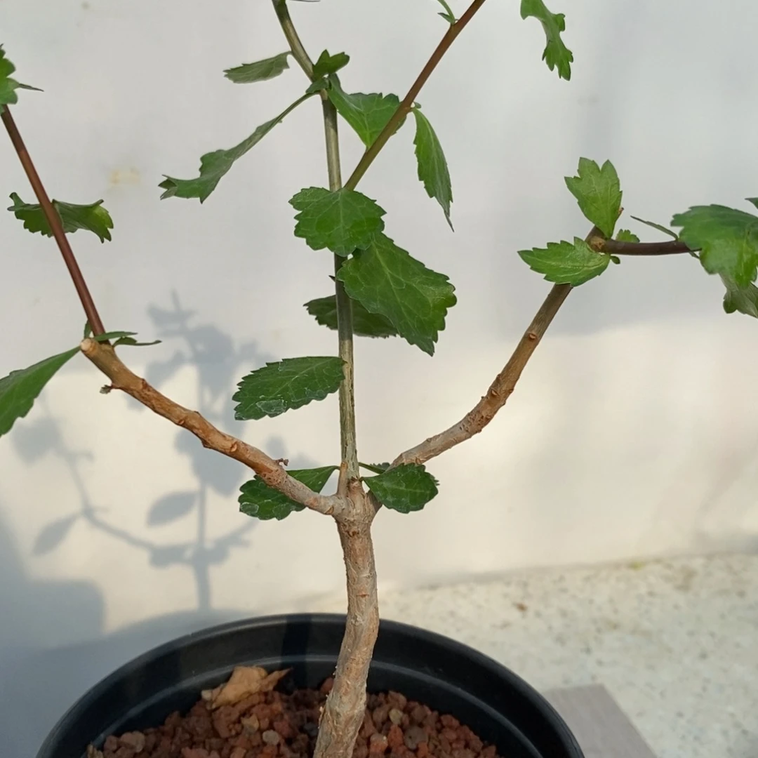 怀特没药实生带盆