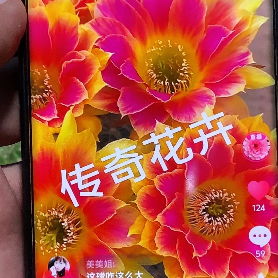 丽 阳光明媚侧芽歪20包邮/4公分
