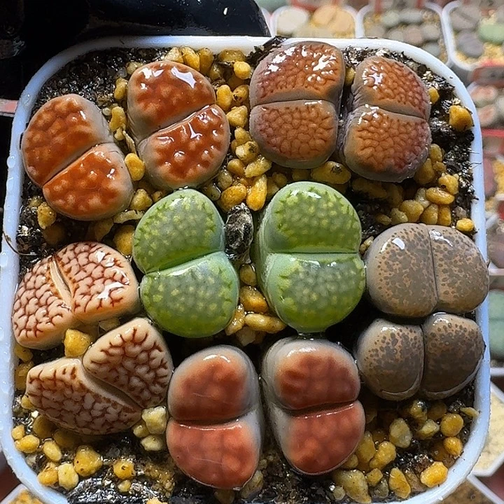 生石花111222。   165