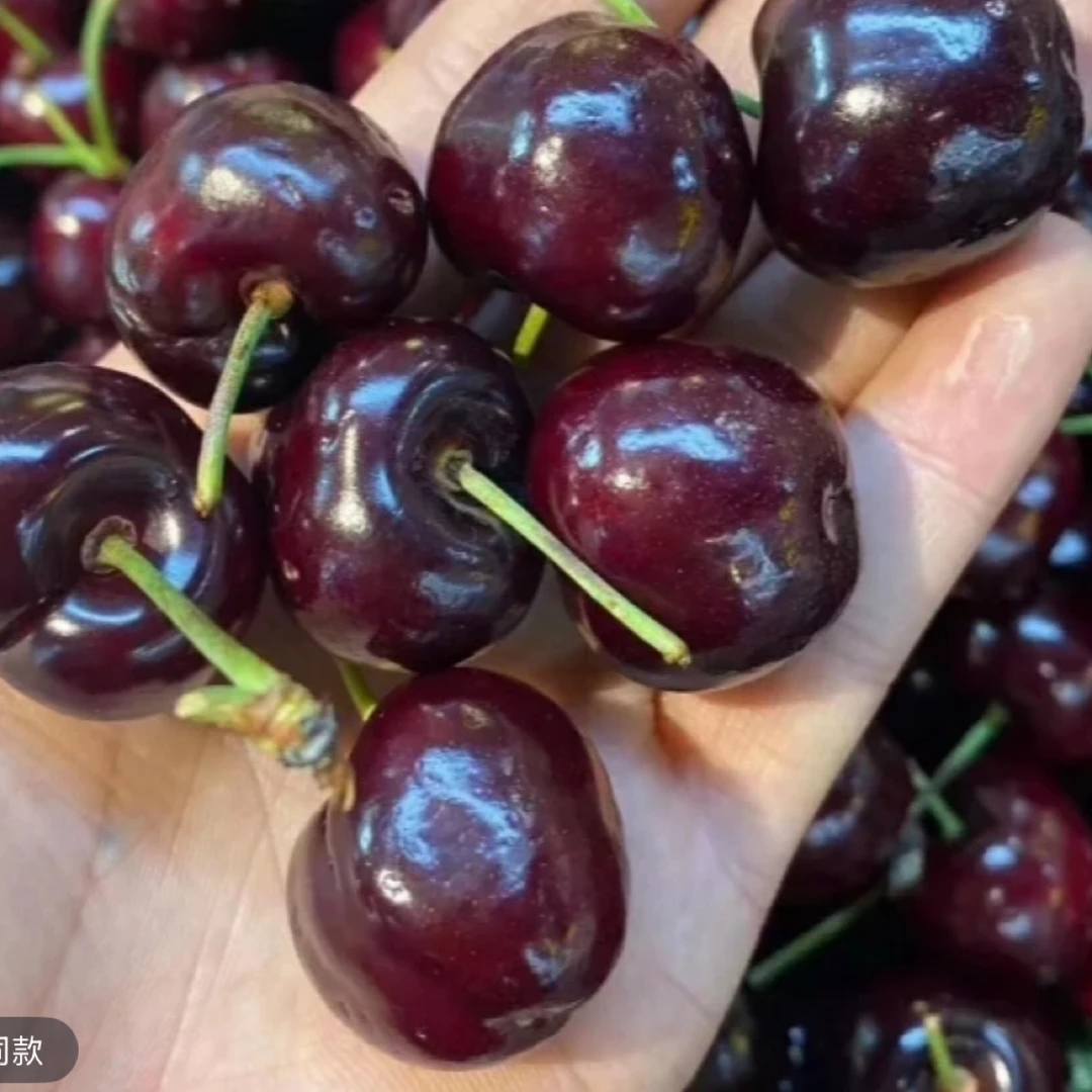 （波板）智利海运桑提娜车厘子2J4J净重5斤一件内附果径卡