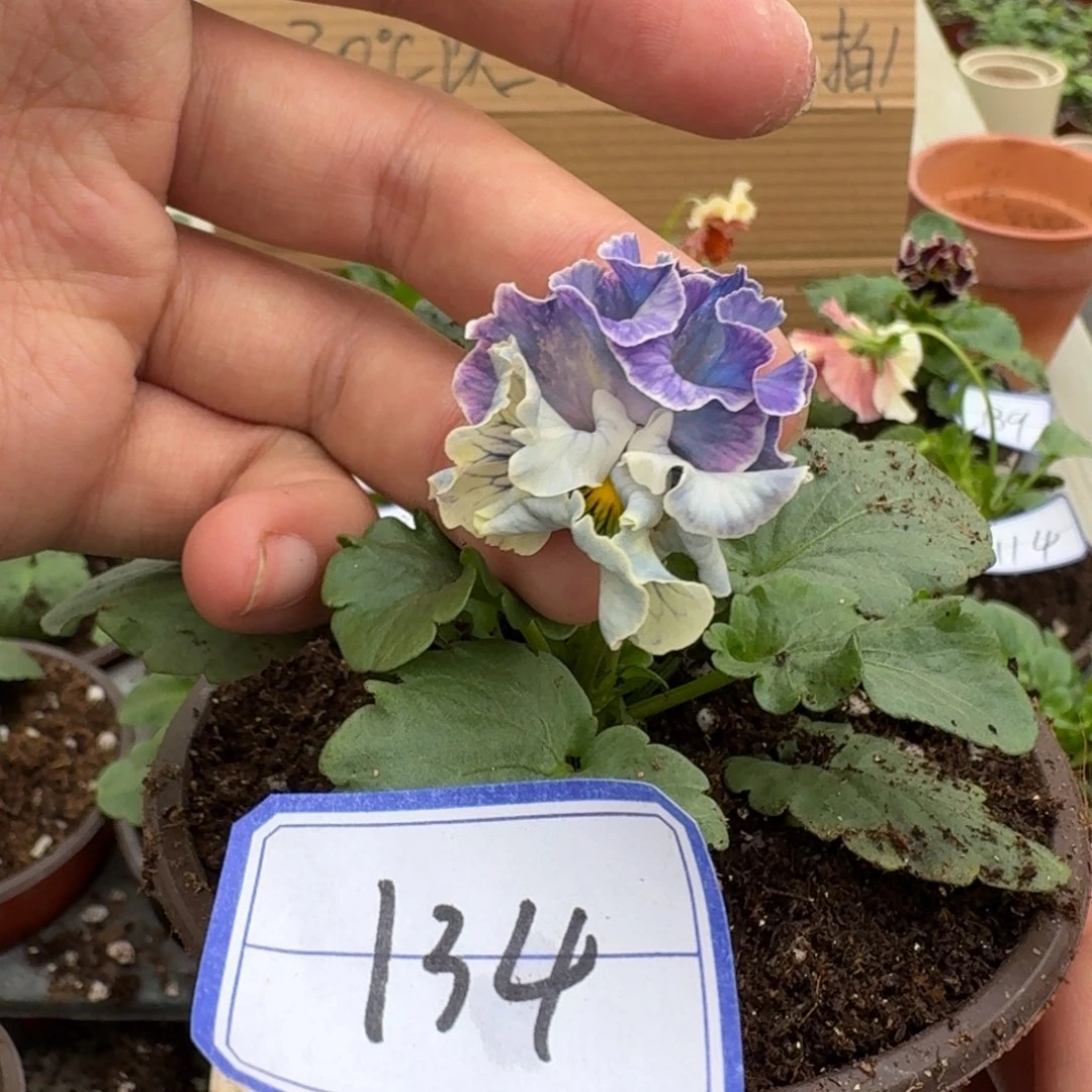 完全开放皱边角堇134