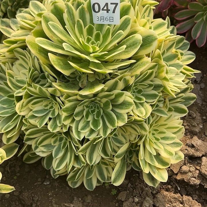 ?**?3.6-47迈巴赫多肉植物4