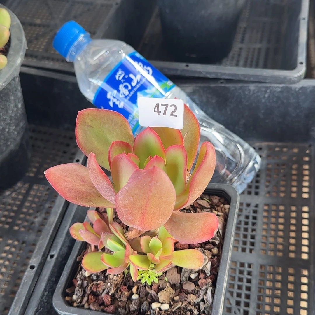 柒**时472号 一物一拍