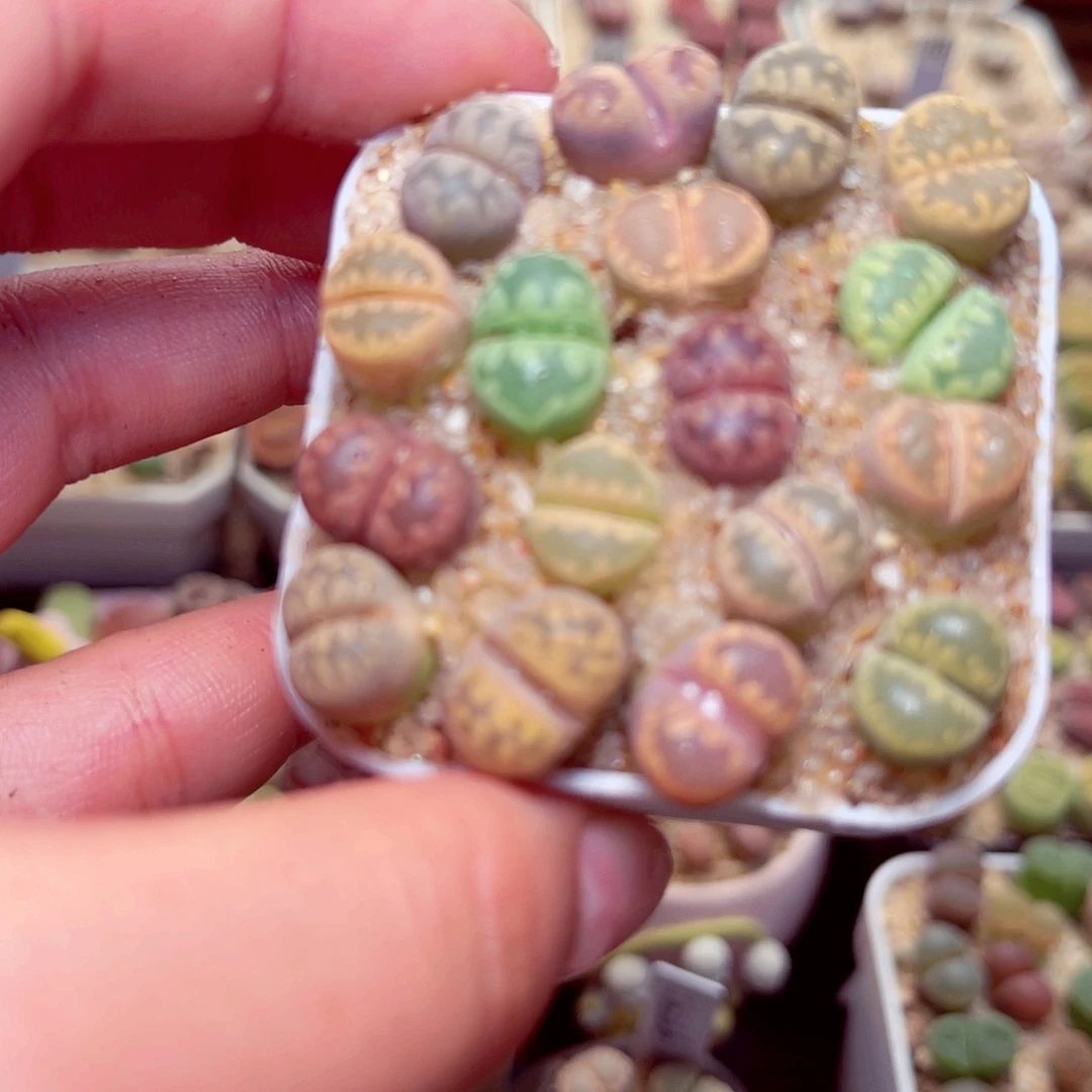 236号带盆包邮发货