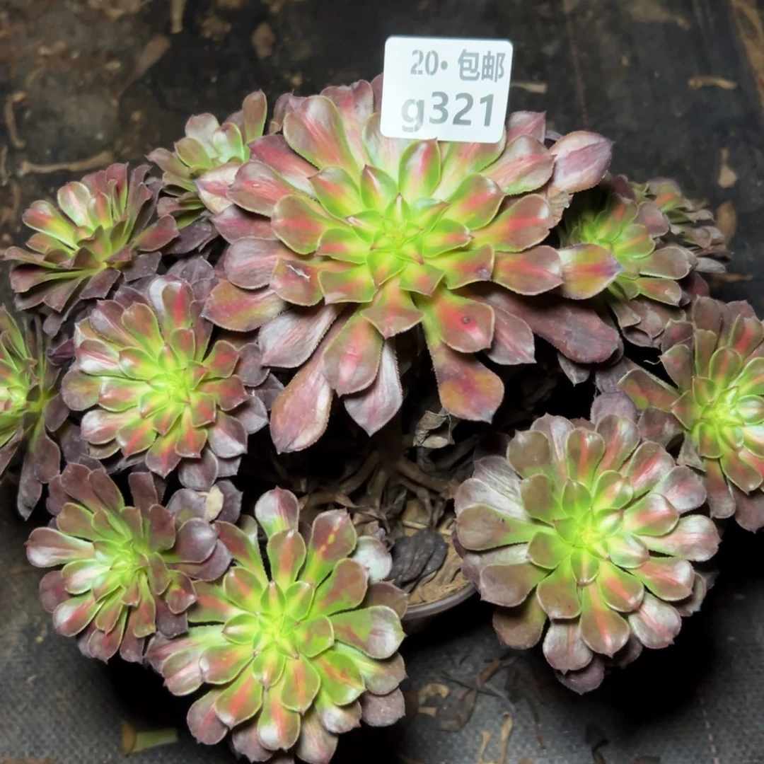 321红 铜中斑，多肉法师