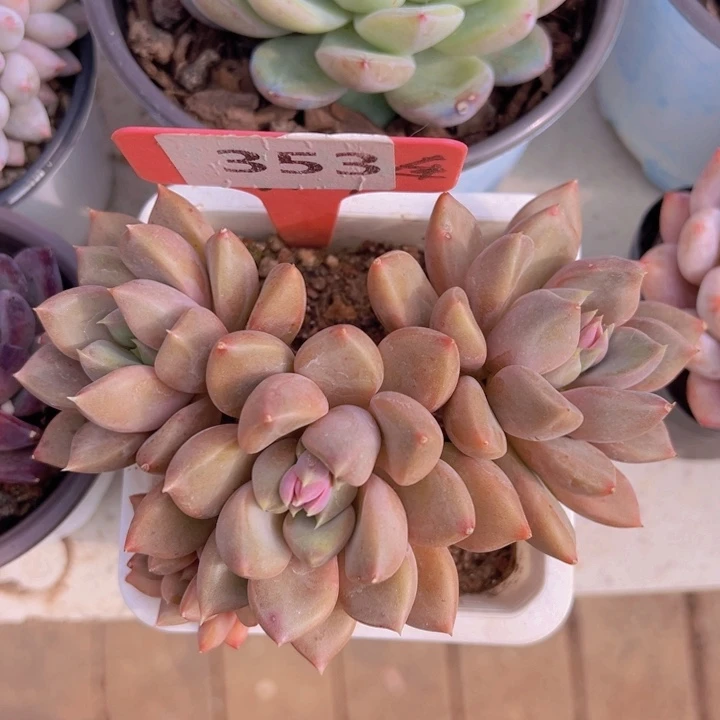 健健康康平平安安