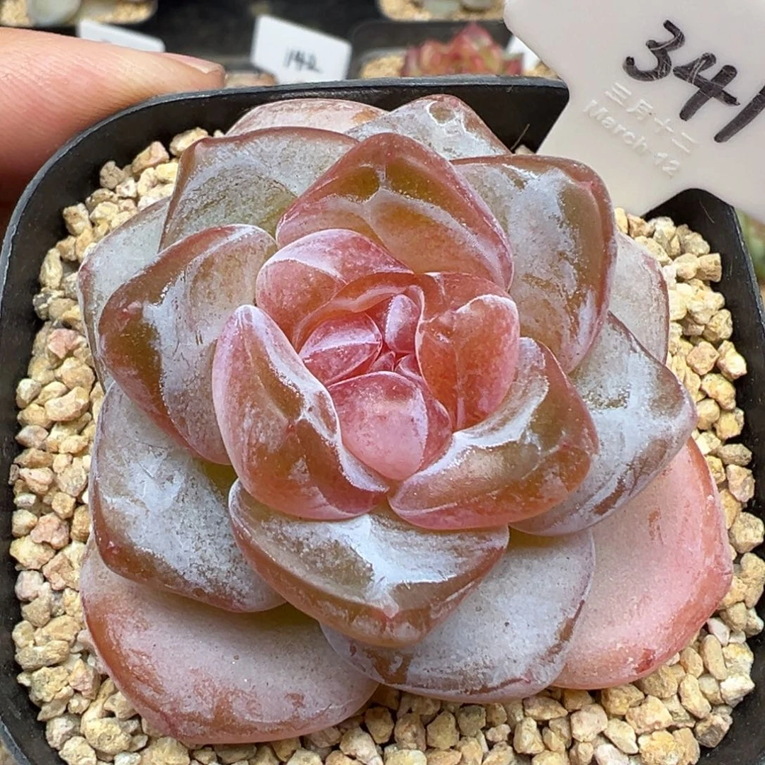 341号雪瓷 晗雨多肉